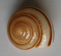 Elaphroconcha javacensis , Férussac, 1821  